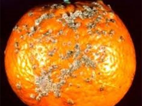 taronja_en_malaltia