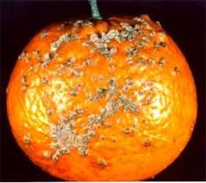 taronja_en_malaltia