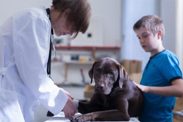 veterinaris_corbis