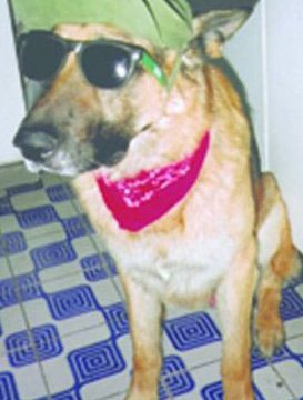 quelo_el_meu_gos