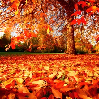 fulles d'autumne