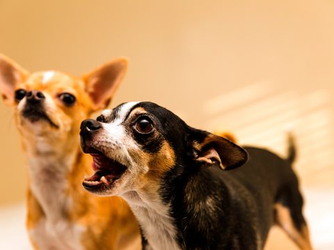 perros-ladrido-biodog