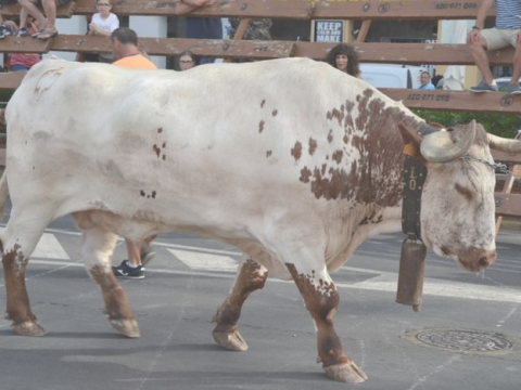 bou